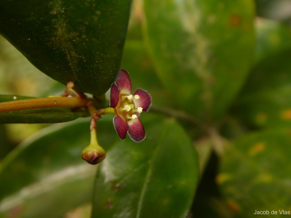 Euonymus dichotomus B.Heyne ex Wall.